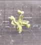  Male Flower